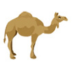 camel